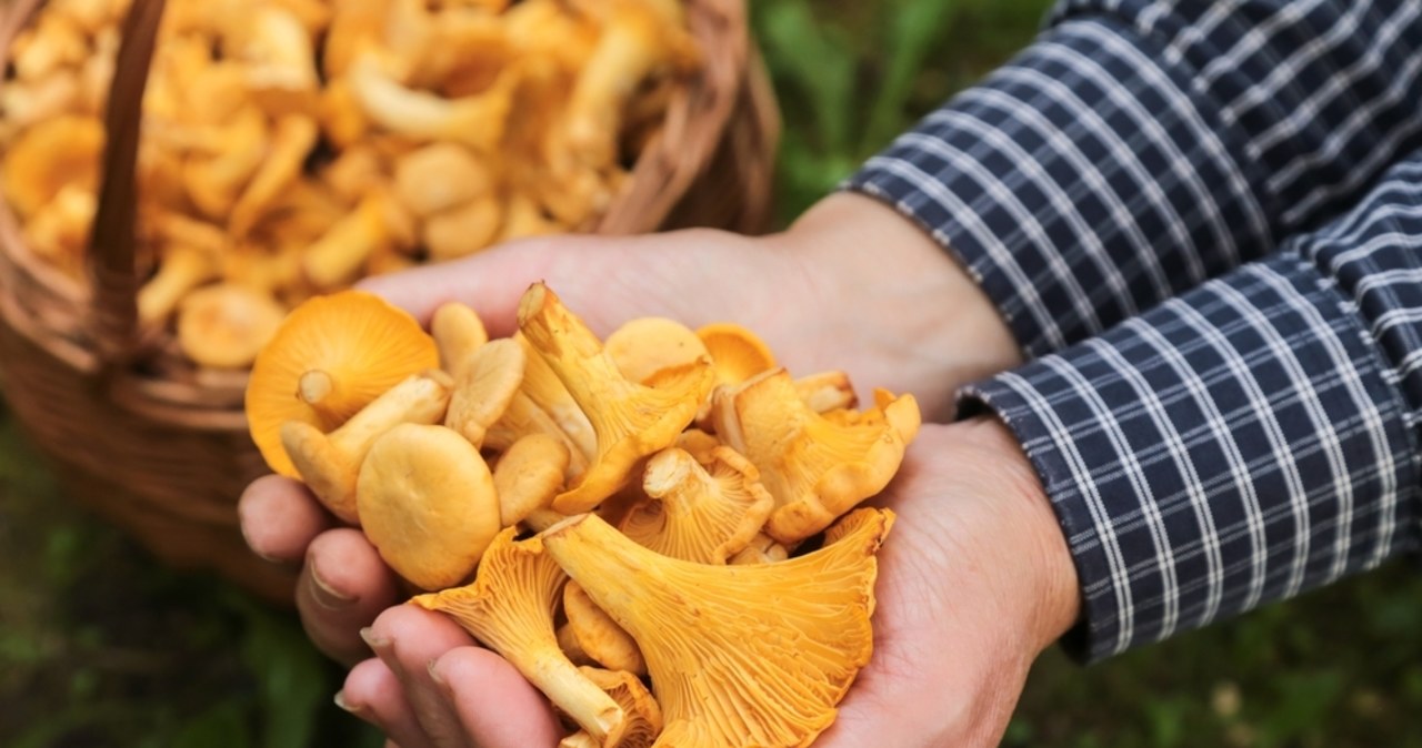 Kurki jak mięso. Ceny, porady i... najnowsze badania o promieniowaniu