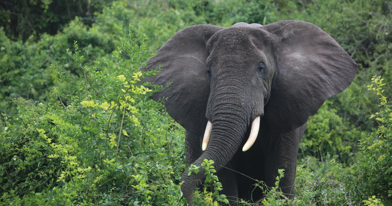 "Słonie-duchy" istnieją naprawdę. Niezwykłe odkrycie w Angoli