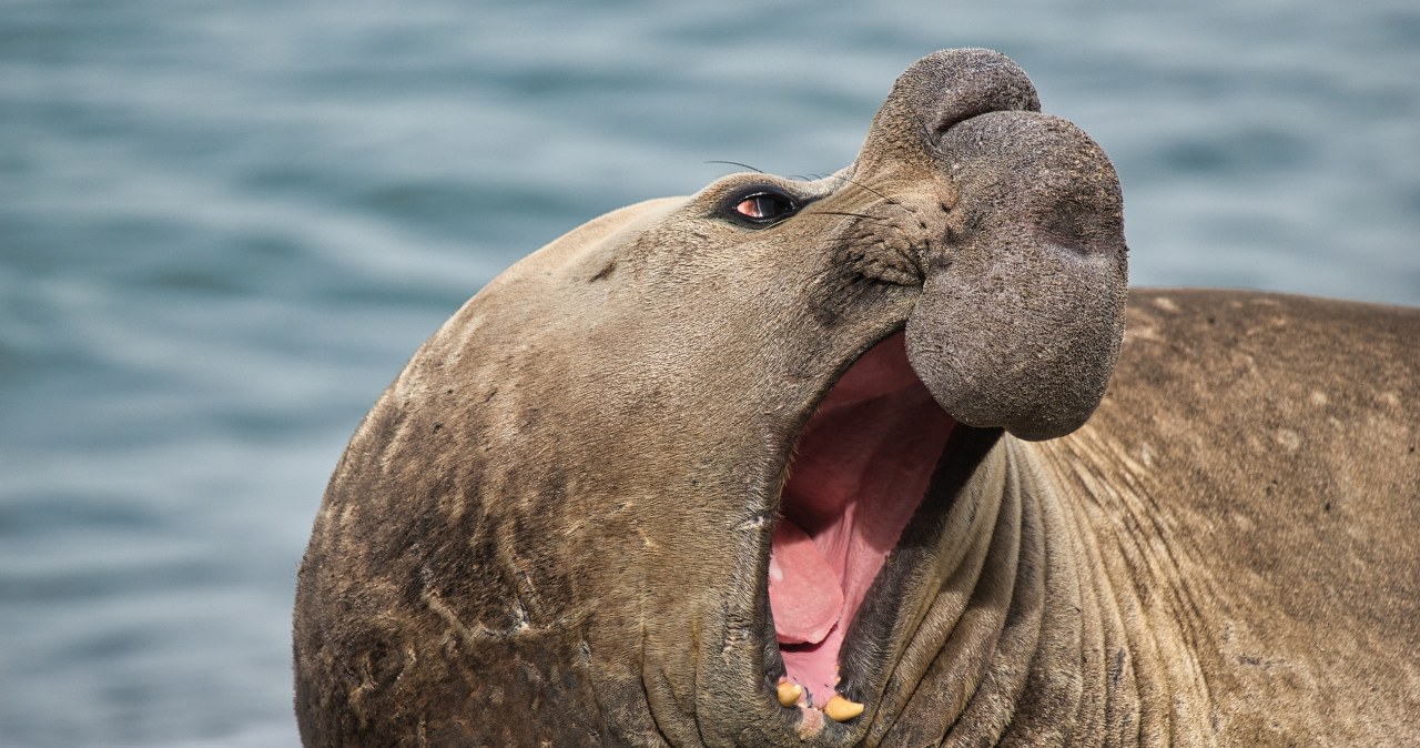 Ptasia grypa wykończyła słonie morskie. Samce alfa mocno ucierpiały