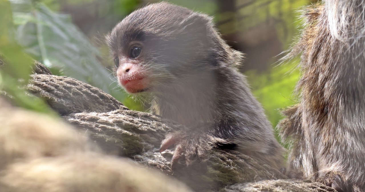 Słodka małpka nową lokatorką gdańskiego zoo