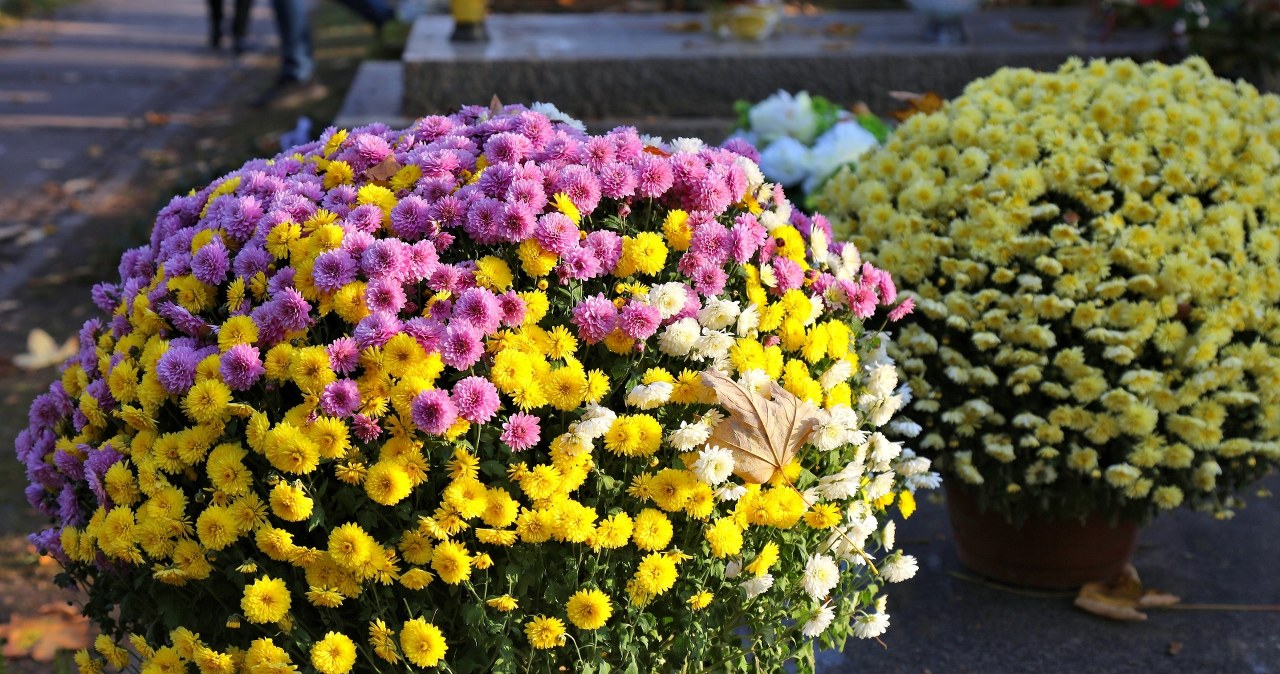 ​Jak wydłużyć świeżość kwiatów na grobie? Prosty trik na Wszystkich Świętych