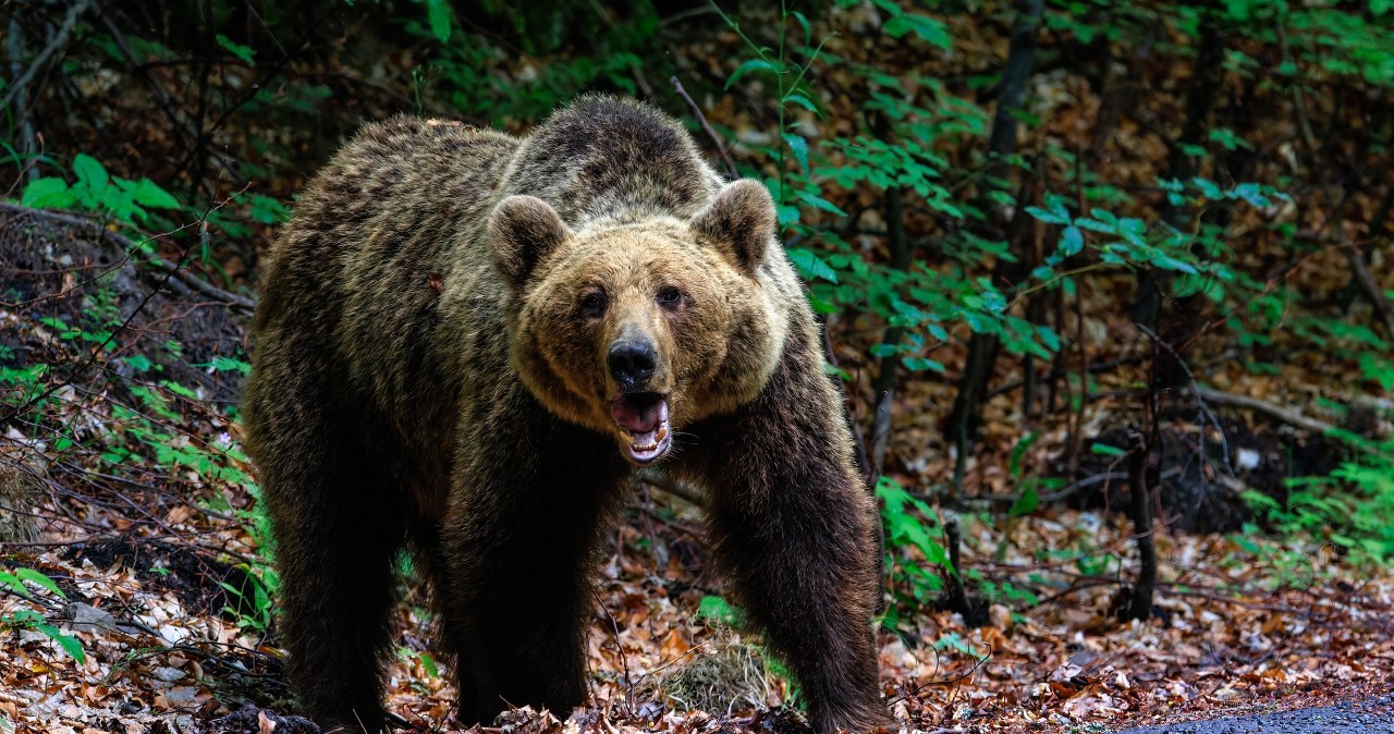 Nie dają sobie rady z atakującymi niedźwiedziami. Proszą o pomoc wojsko