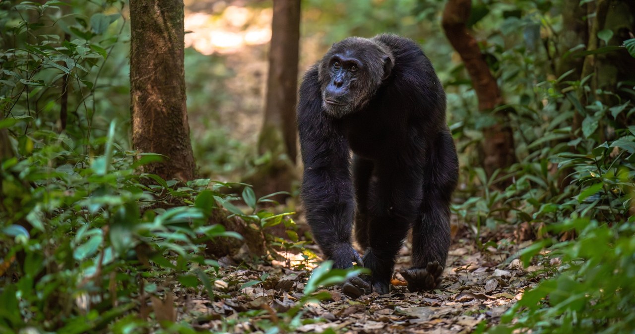 Brutalna wojna w sercu Afryki. Szympansy eliminują dawnych sojuszników