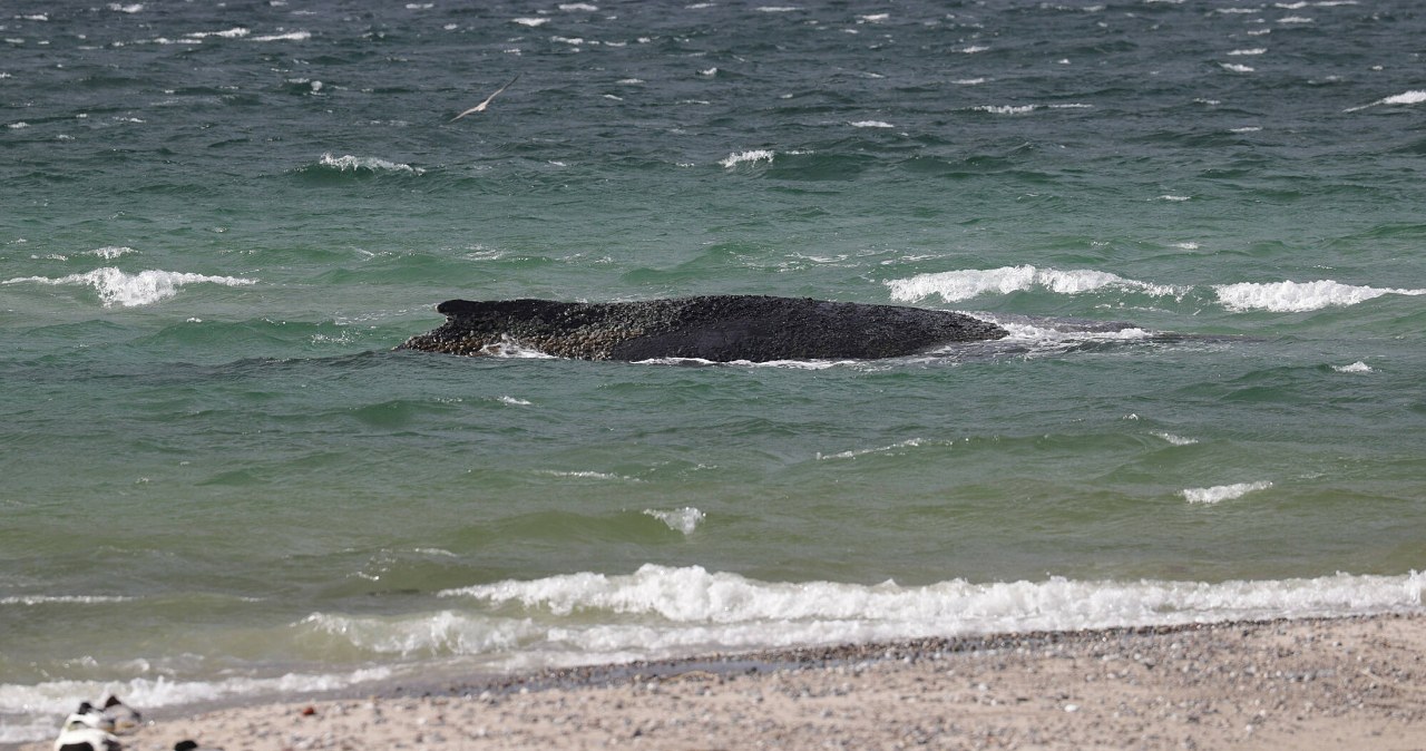 Timmy wkrótce padnie. Tragiczny los humbaka u wybrzeży Niemiec