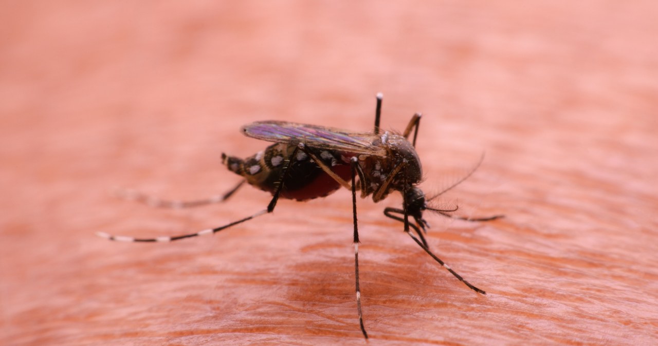 Nastolatkowie zgłosili się z gorączką. Tropikalna choroba w Krakowie