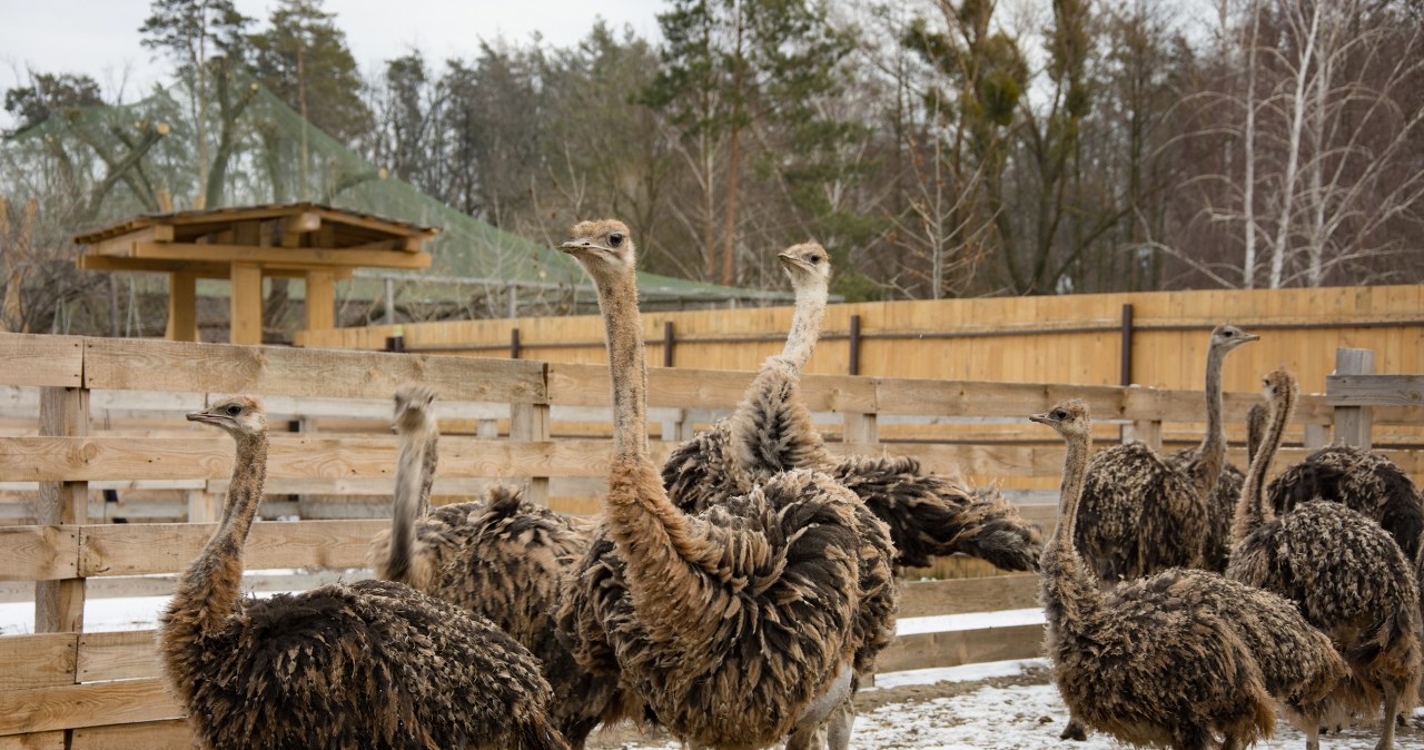 400 strusi do wybicia. Decyzja ws. zwierząt wywołała burzę