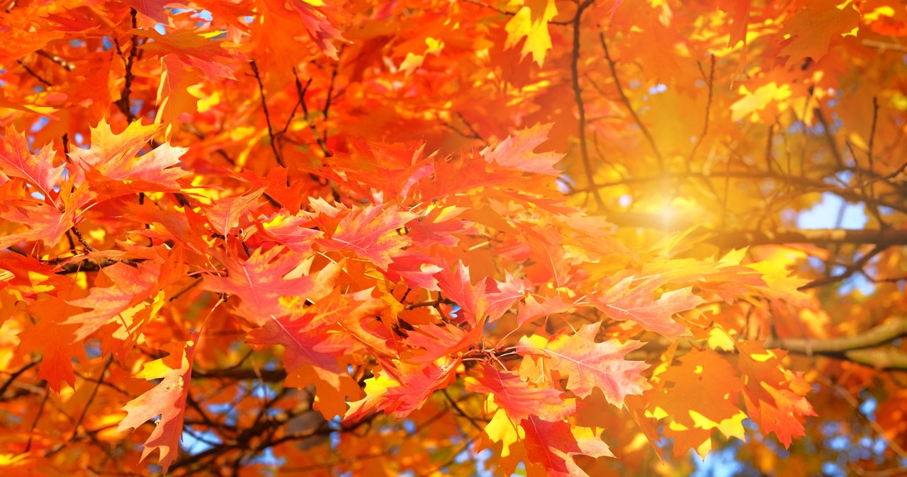 Co czeka nas w najbliższych miesiącach? Sprawdź prognozę pogody!