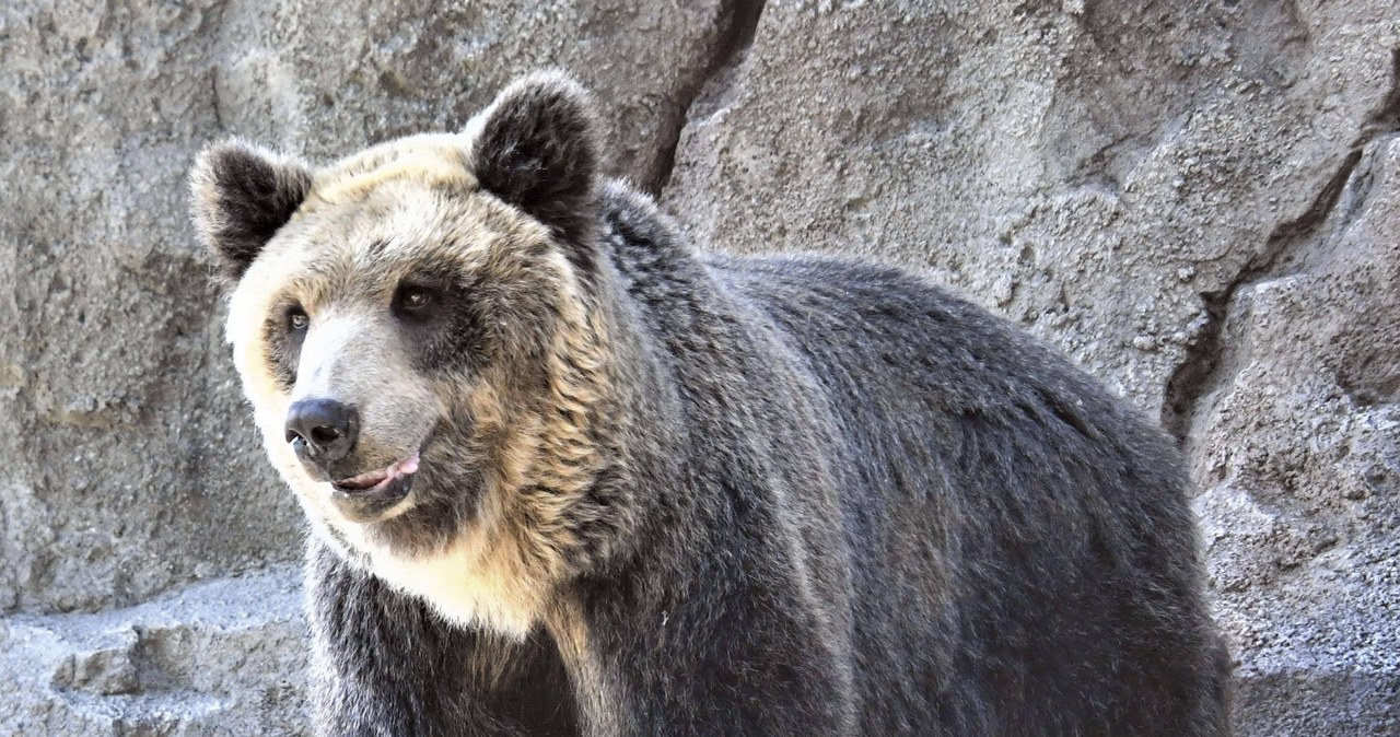 Zabójcze ataki niedźwiedzi. Dwie osoby nie żyją