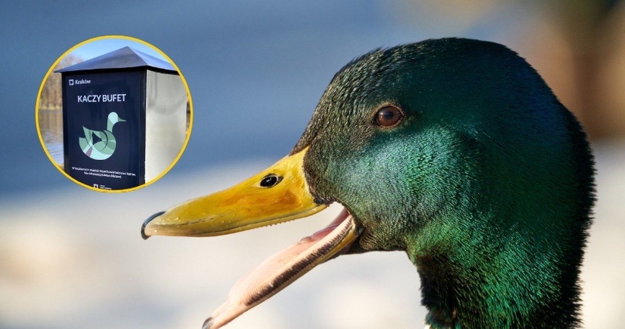Kacze bufety ponownie w parkach. Karmę dostaniesz za darmo