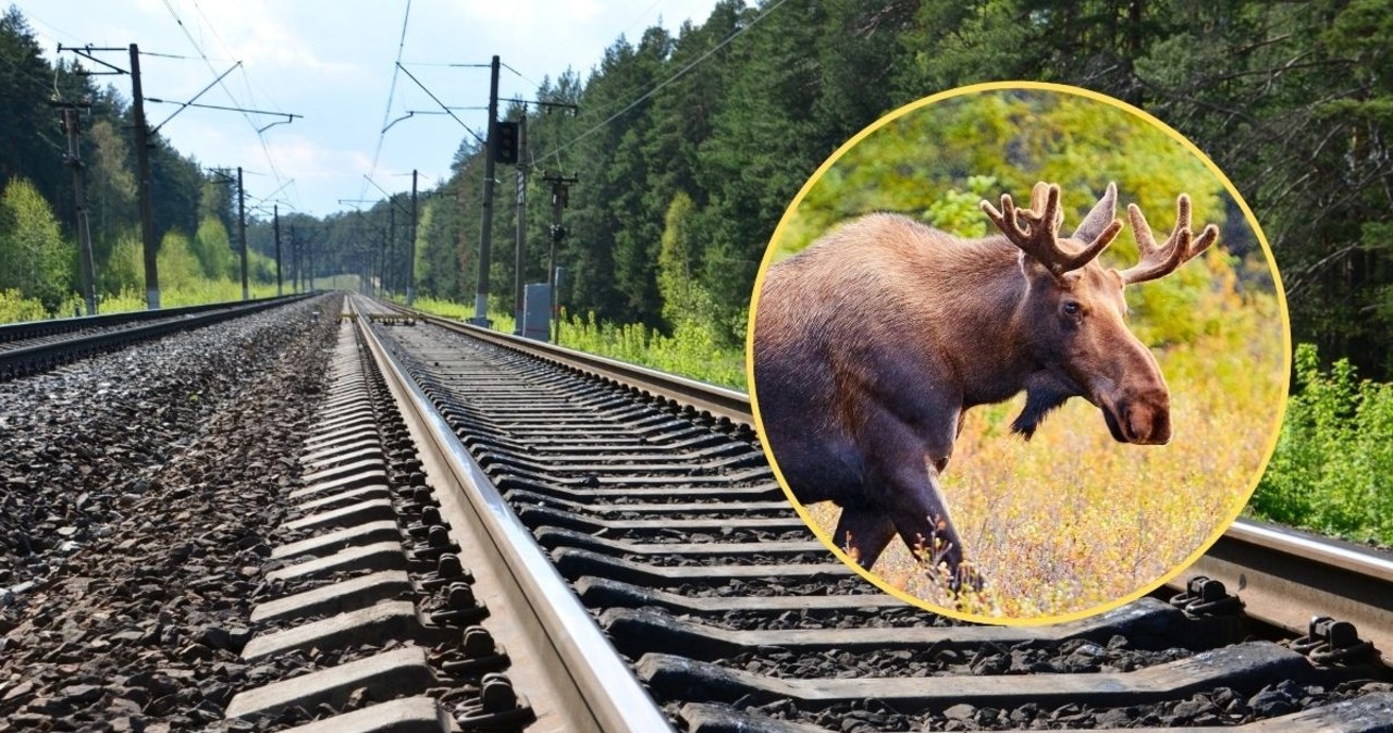Łoś Emil sparaliżował ruch kolejowy. Zasnął na torach