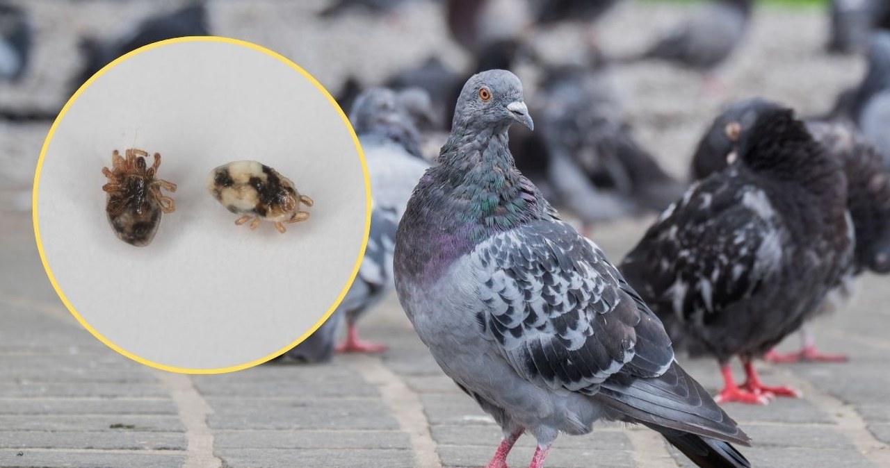 Wchodzą do mieszkań, w nocy wychodzą na żer. Przynoszą je gołębie