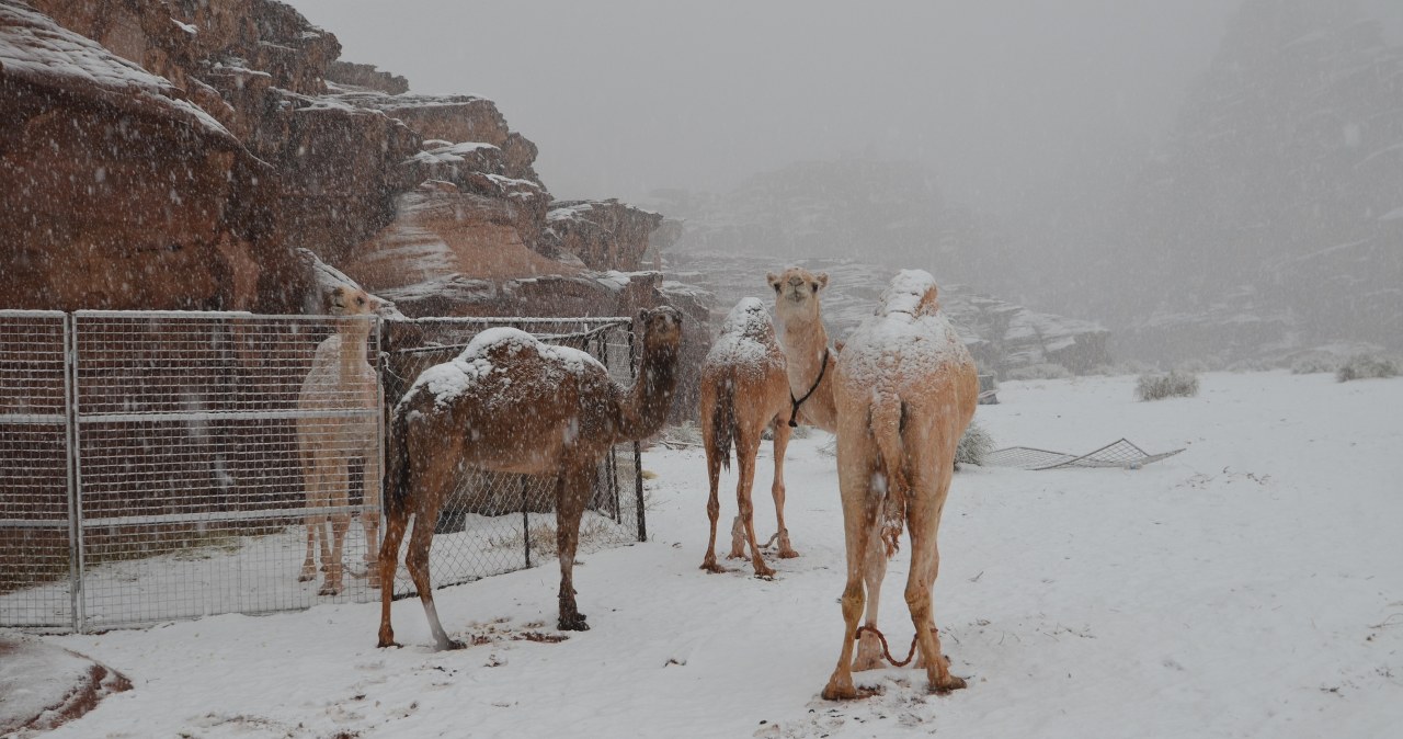 Wielbłądy na śniegu. Arabia Saudyjska pod pierzyną z białego puchu