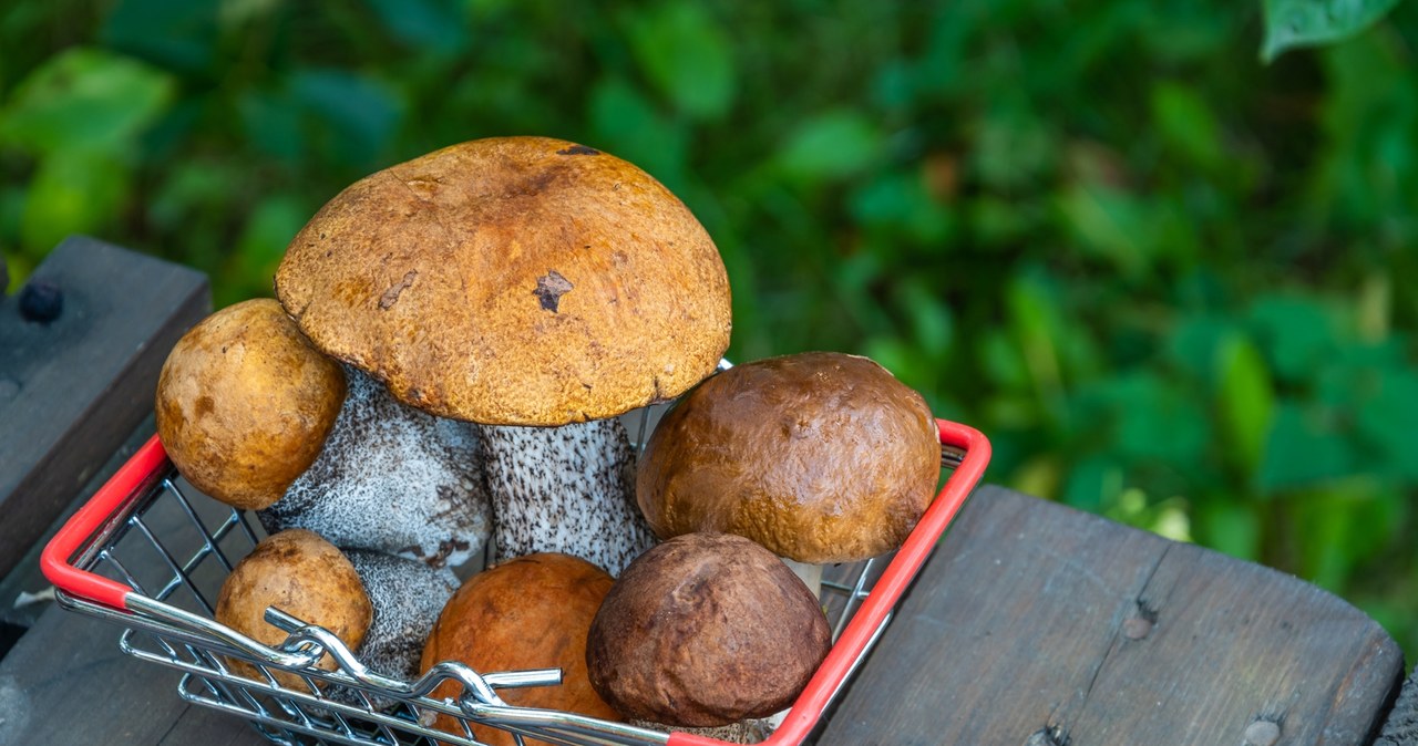 Trzy najlepsze miejsca na grzyby w Małopolsce. Eksperci wskazują