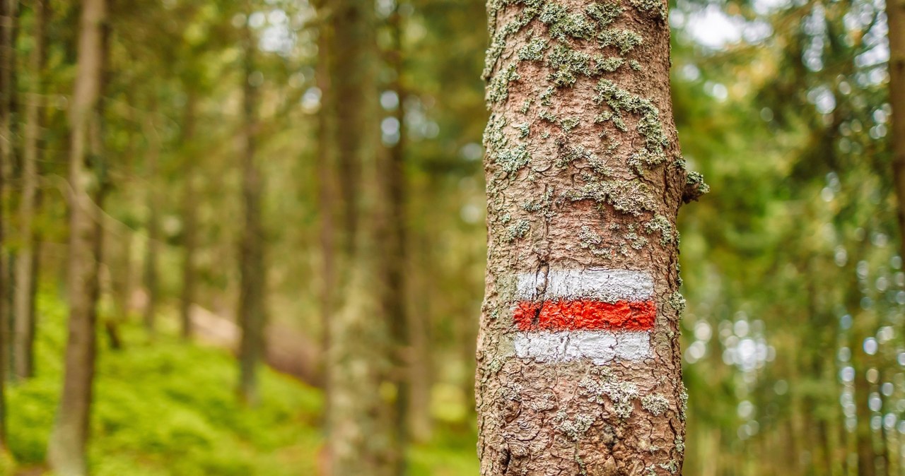 Akcja na Podkarpaciu: Samoloty zrzucą w lasach "ciasteczka", nie wolno ich dotykać