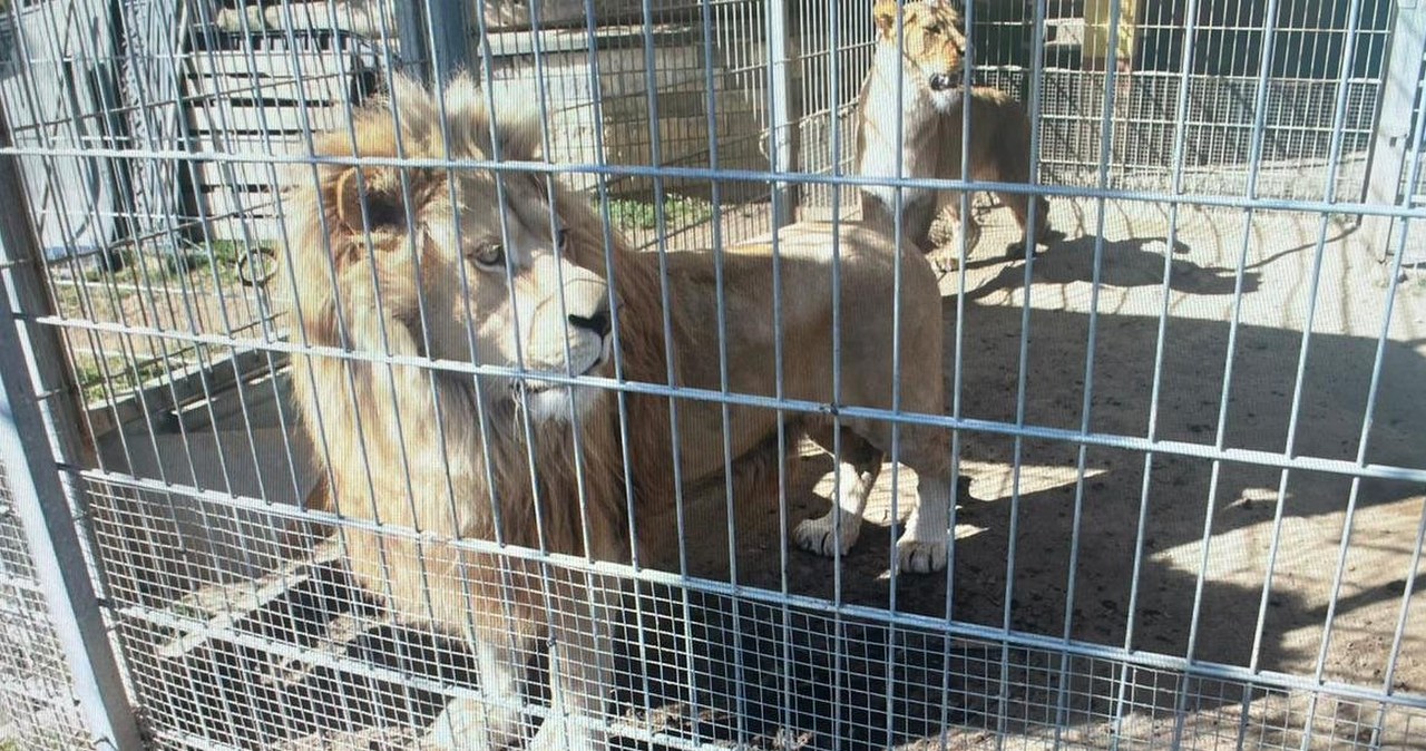 Niezły cyrk. Trzymał w klatkach dwa lwy i tygrysa