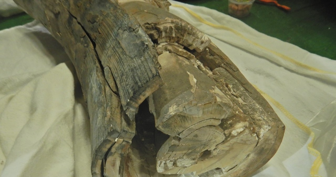 Z ciosami mamuta przez granicę. Co na to celnicy?