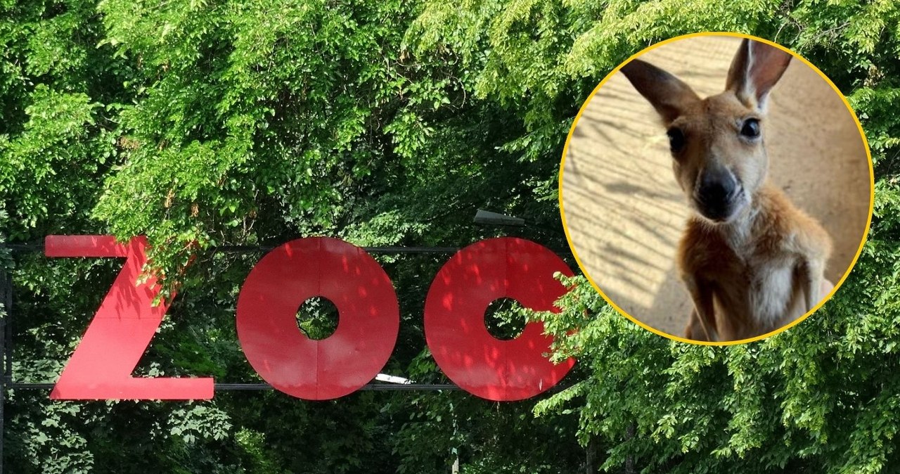 Niezwykła historia z warszawskiego zoo. Kangurzyca Stefcia wygrała walkę o życie
