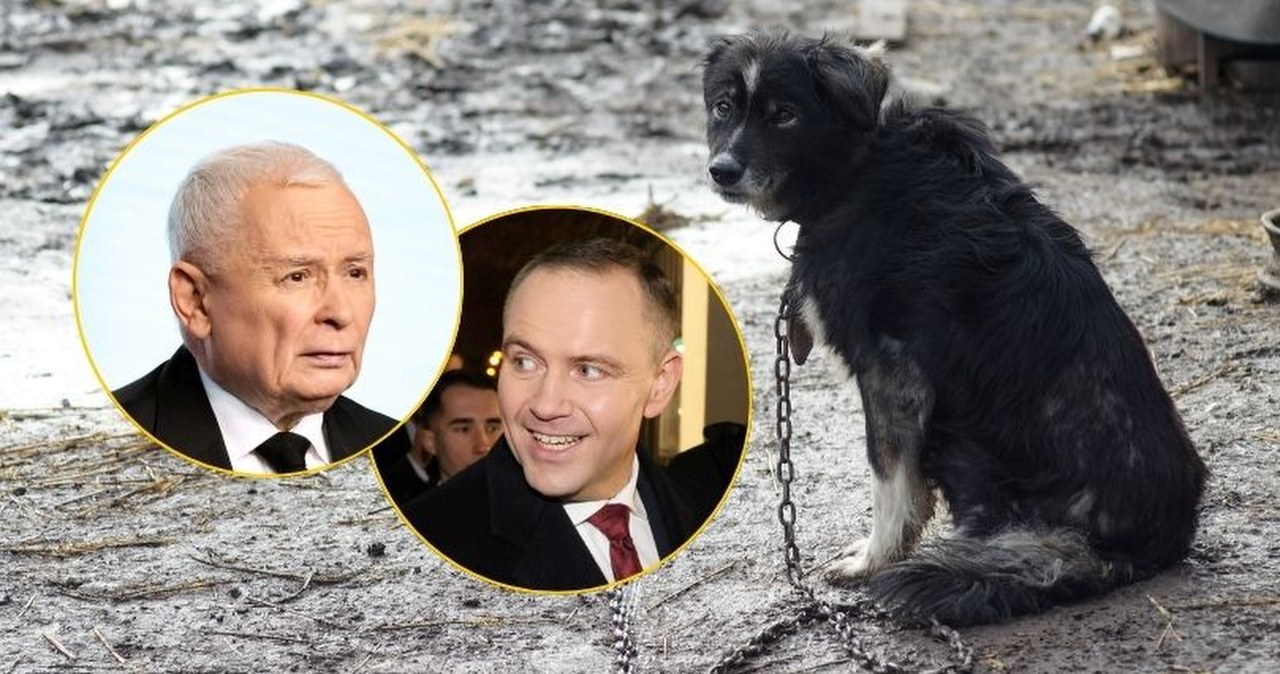 Miłość do zwierząt czy polityczna gra? Oto jak zagłosuje Kaczyński ws. weta prezydenta