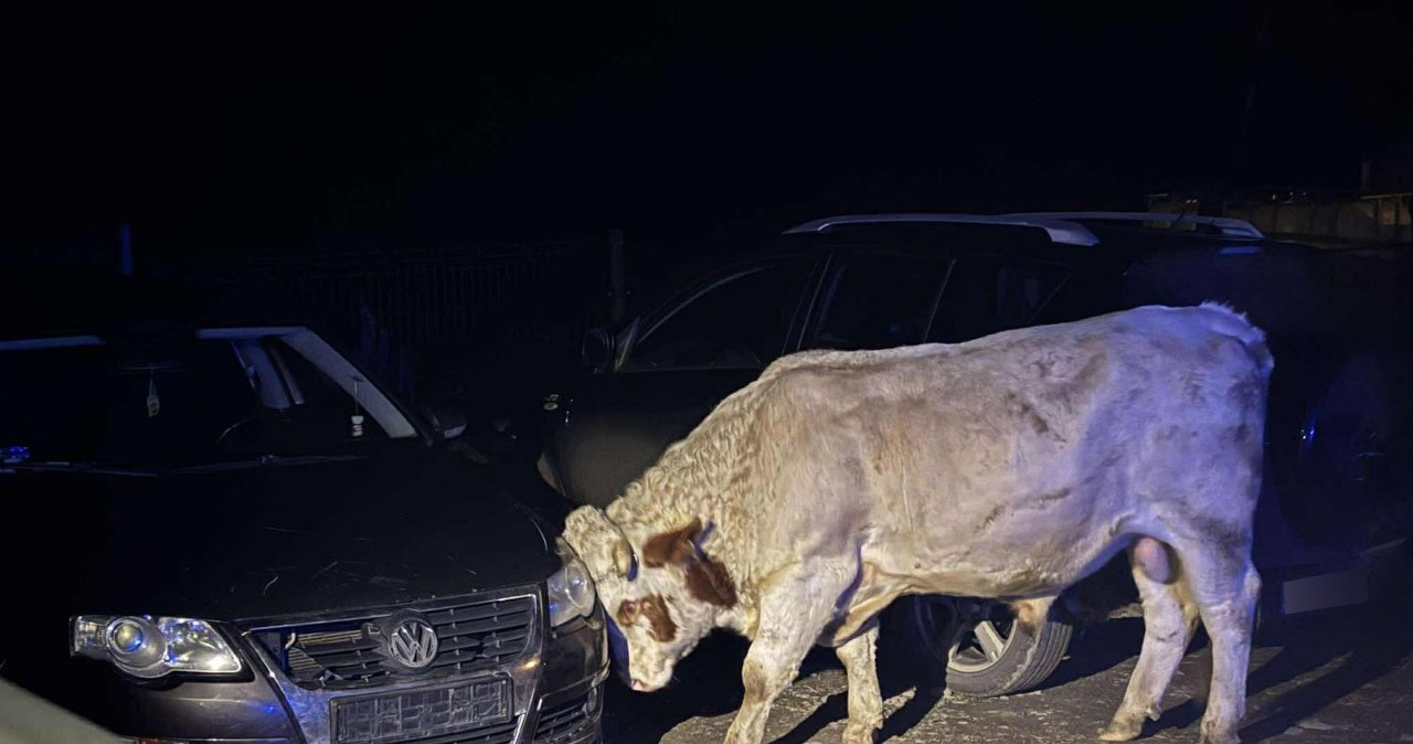"Jedna z najdziwniejszych akcji". Uszkodzone auta i pogoń za agresywnymi bykami w Małopolsce
