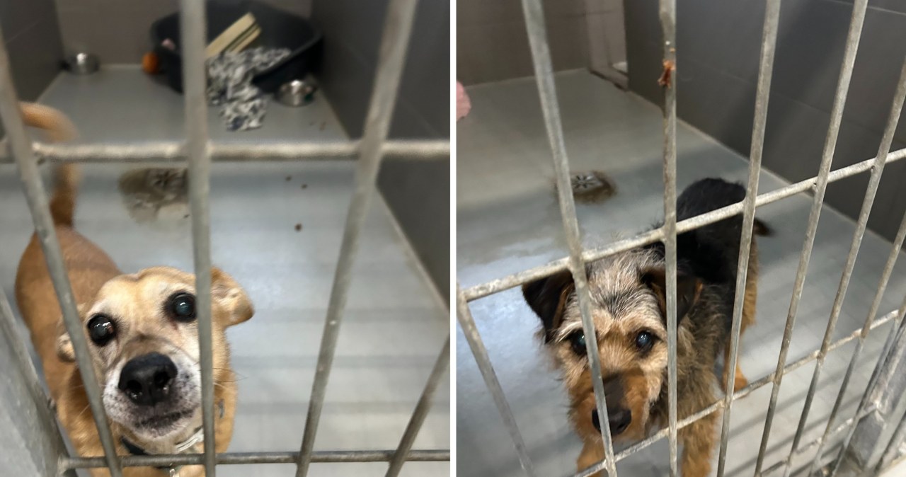 Kieleckie schronisko prosi o wsparcie. "Każda ilość jest na wagę złota"