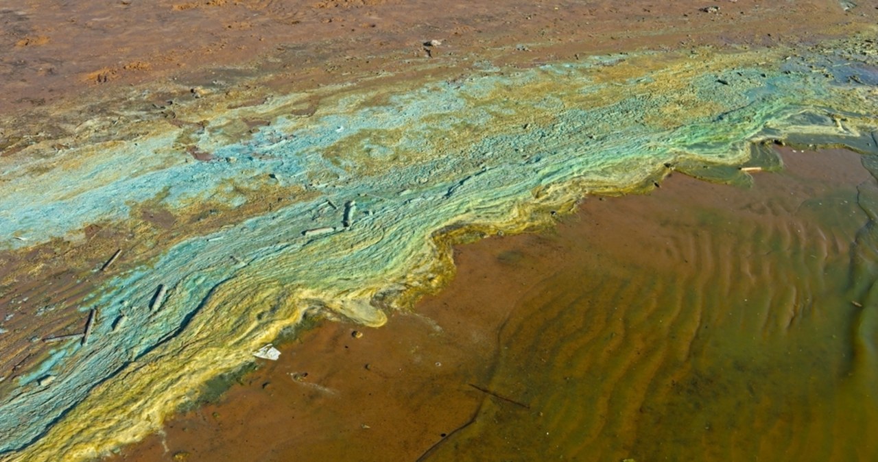 Sinice na Pomorzu. Z których kąpielisk nie korzystać?