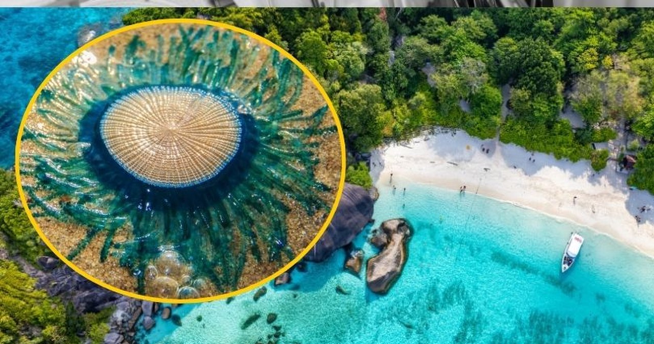 Niebieskie guziki na rajskiej plaży. Wydano ostrzeżenie dla turystów