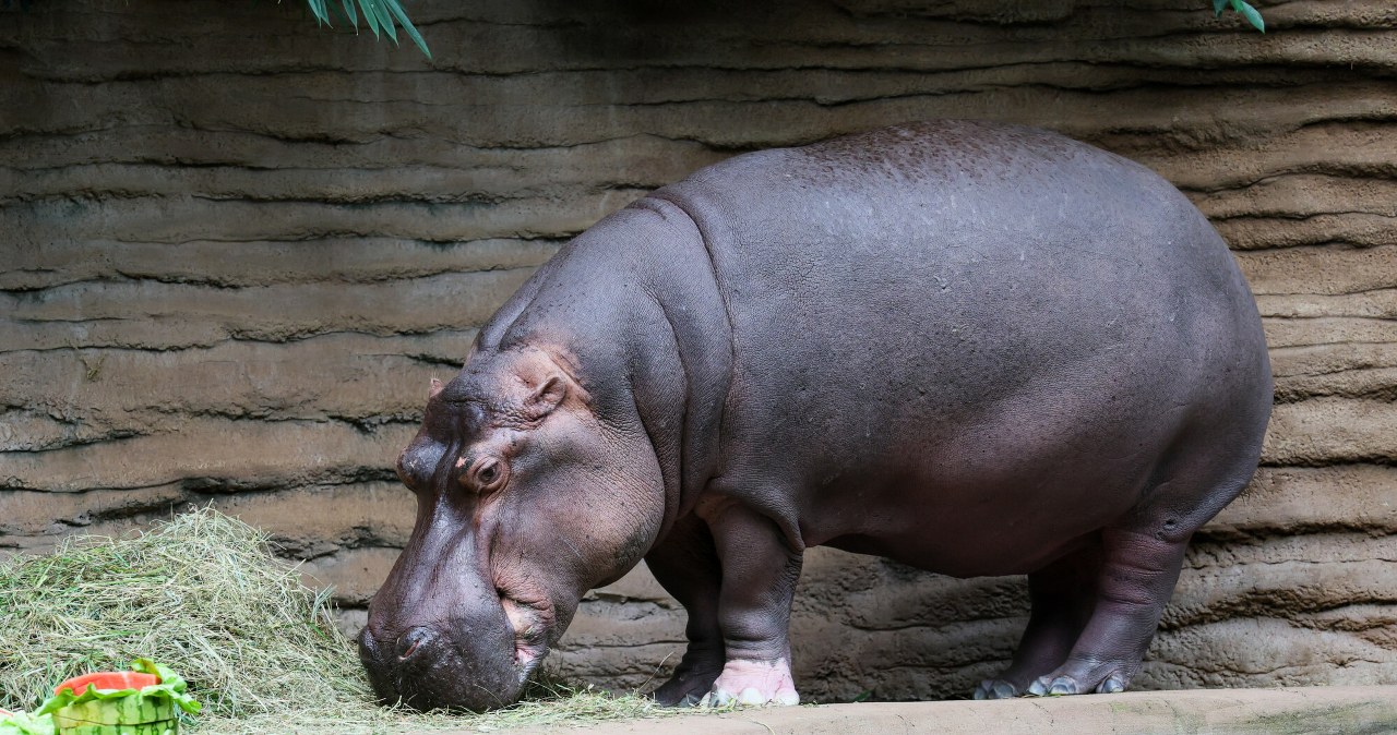 Pelagia nie żyje. Warszawskie zoo pożegnało swoją królową