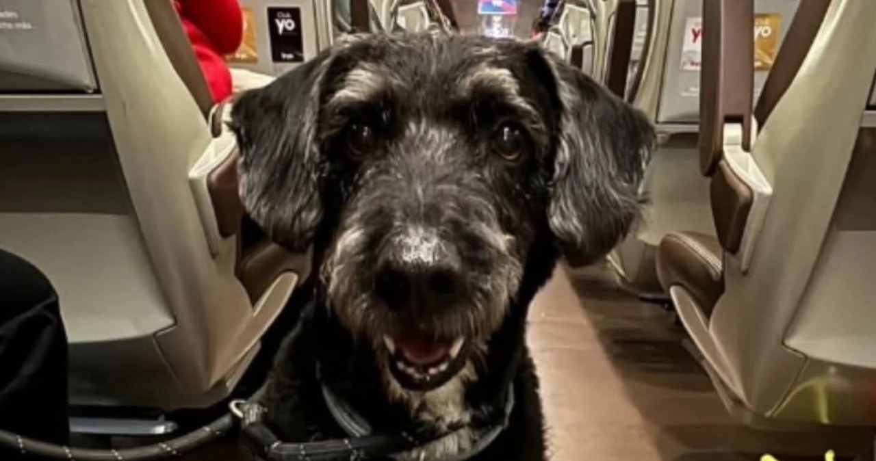 ​Cała Hiszpania szuka psa Boro, który przeżył katastrofę kolejową