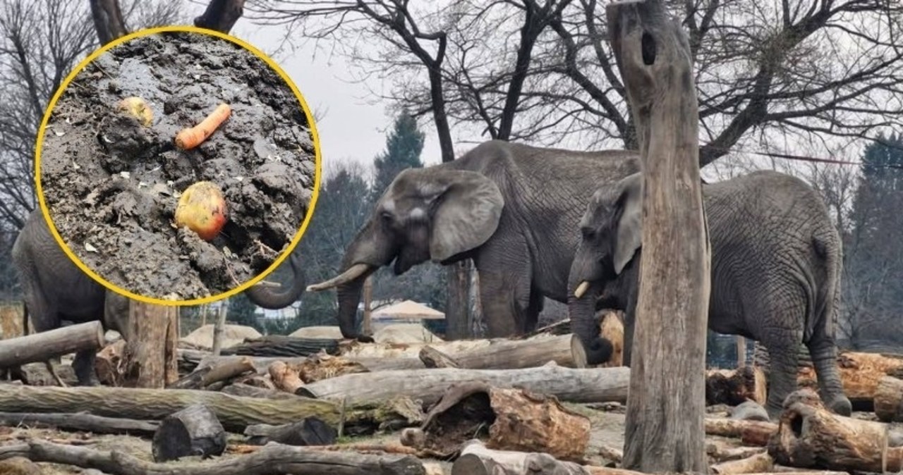 Apel warszawskiego zoo po szokującym zachowaniu odwiedzającej