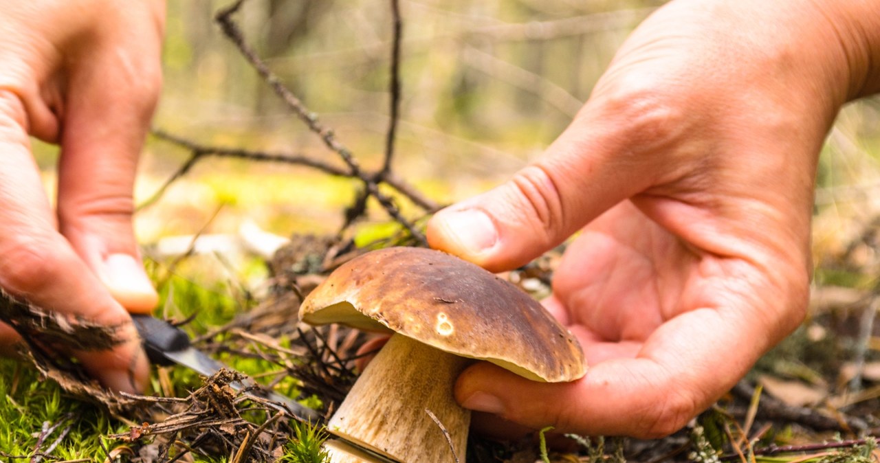 Grzybowy boom w polskich lasach. Pojawiły się podgrzybki i borowiki