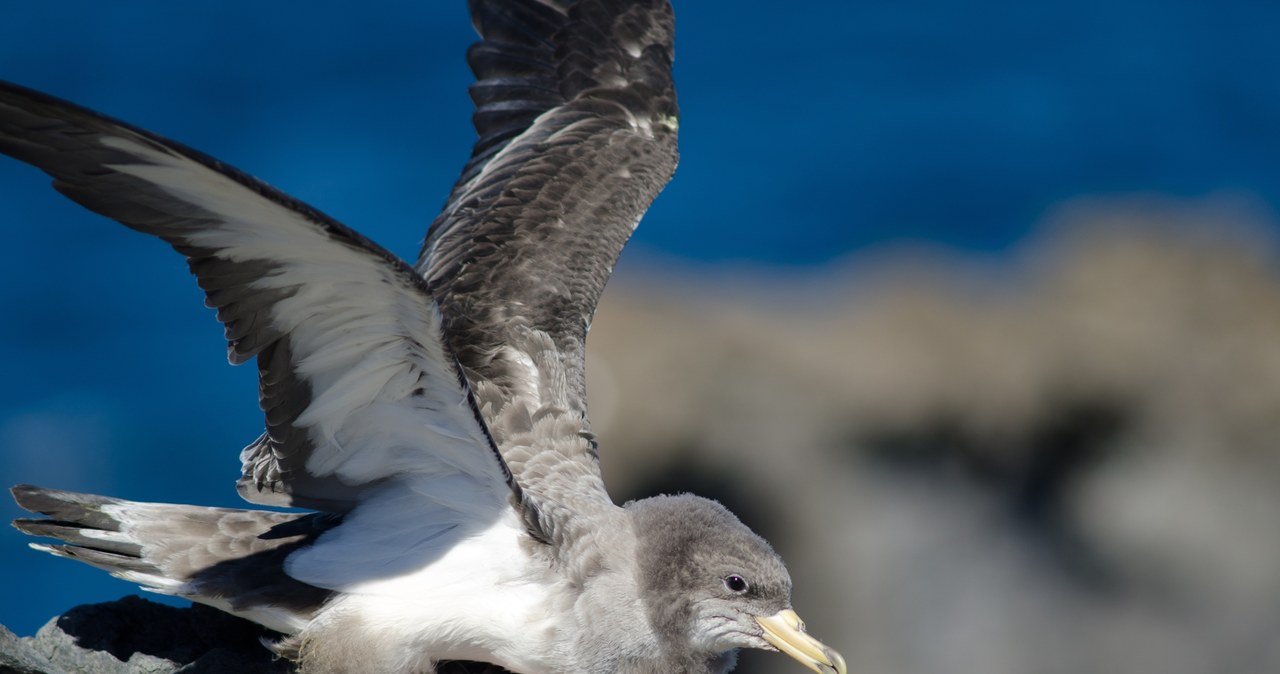 Tajemniczy ptak nad Bałtykiem. Ornitolodzy nie mają pewności