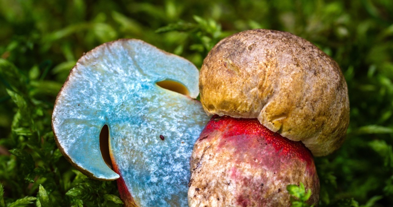 Przyrodnicza sensacja w Poznaniu. Po raz pierwszy znaleziono tam tego grzyba