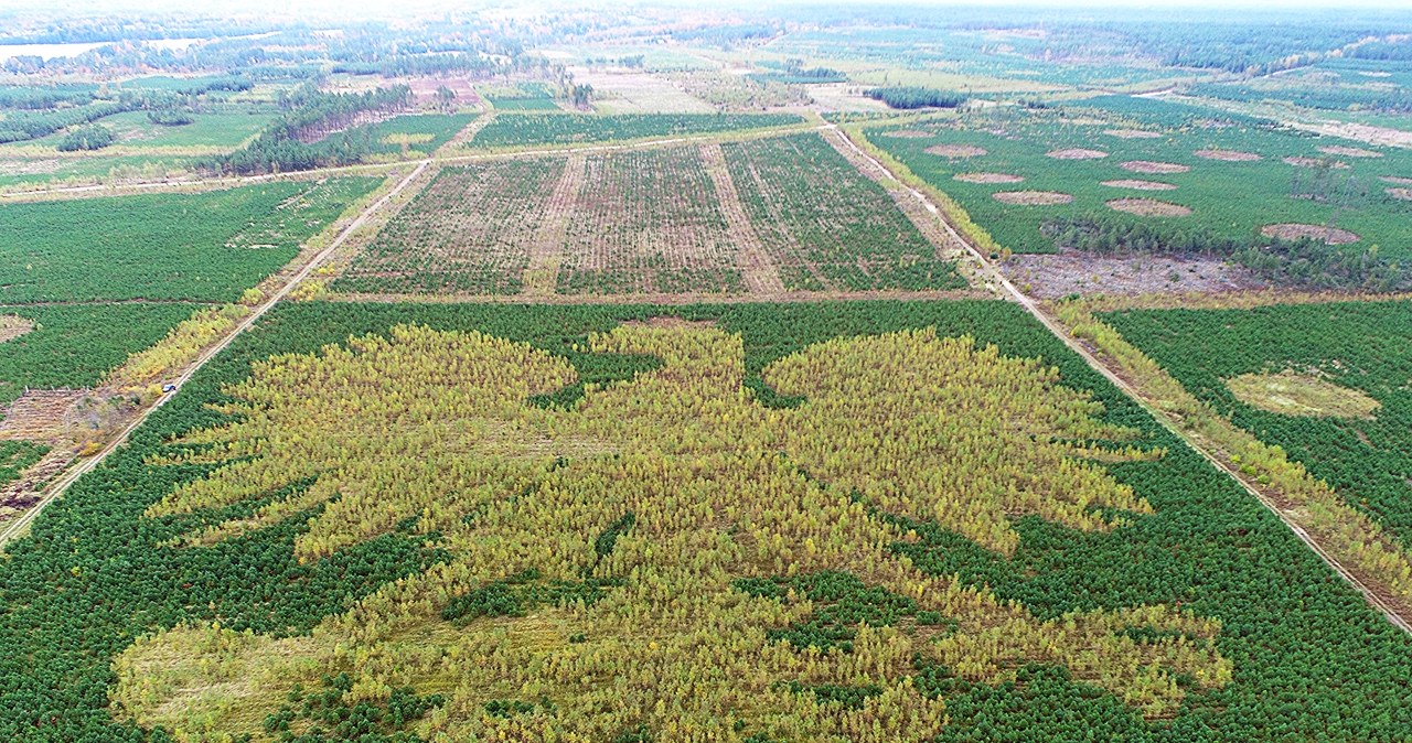 Orzeł z kaszubskiego lasu coraz bardziej widoczny. Zobacz wyjątkowe godło ze 100 tys. drzew