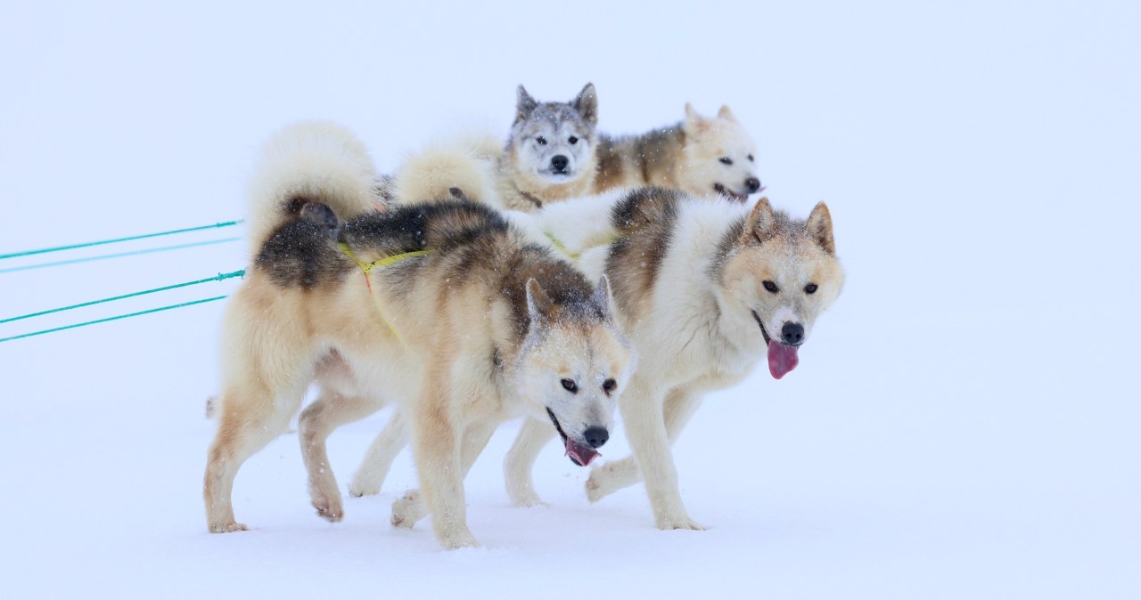 Symboliczna decyzja władz Grenlandii. Zaproszenie wycofane