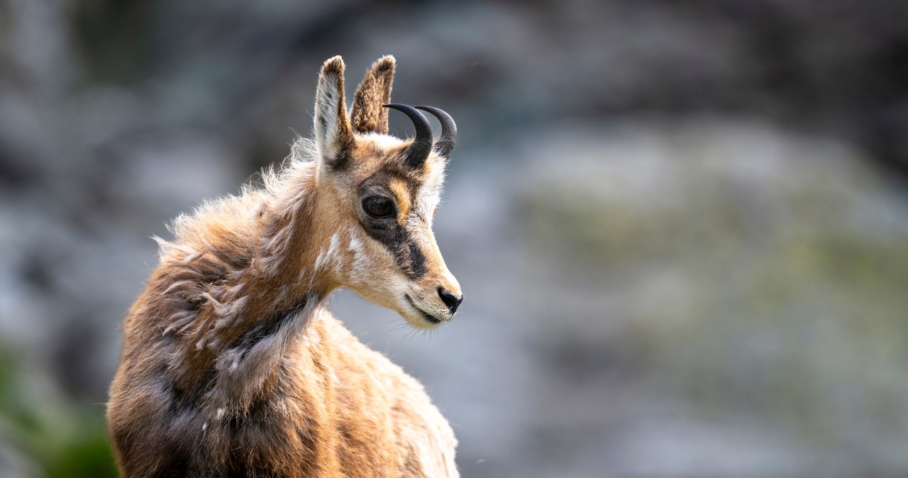 Kozic w Tatrach mniej niż rok temu. Są najnowsze dane