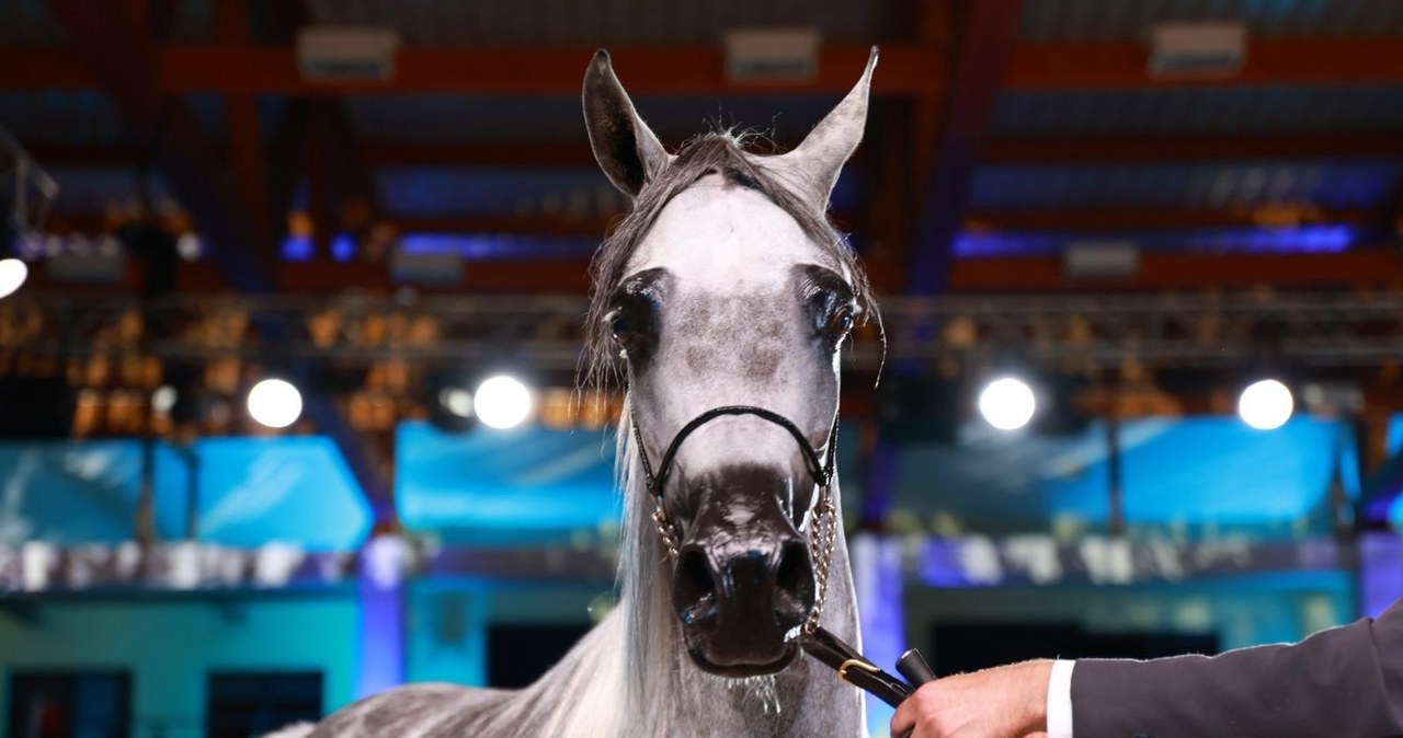 Najpiękniejsze konie wybrano w Janowie Podlaskim