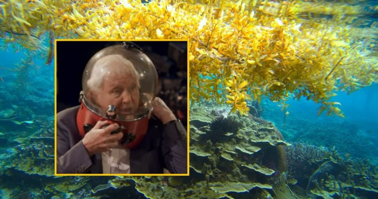 Chwile grozy Davida Attenborough. "Nie możesz nawet krzyknąć"