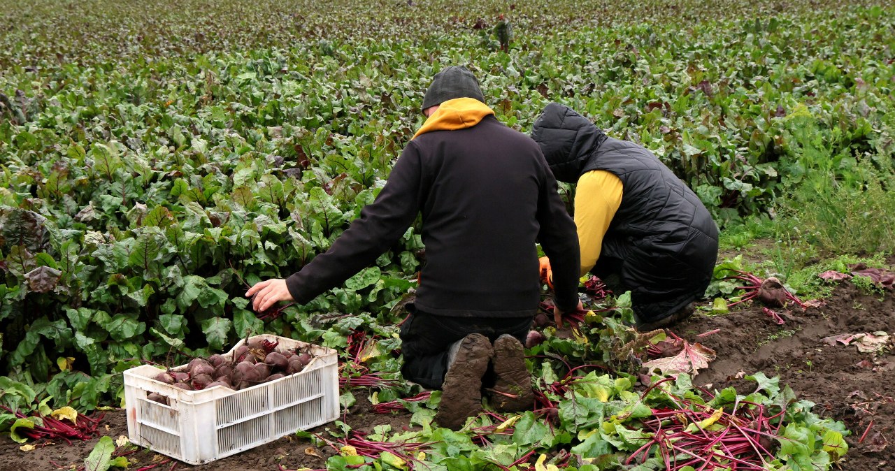 Pieniądze dla rolników już płyną. Sprawdź, kto pierwszy dostanie wsparcie