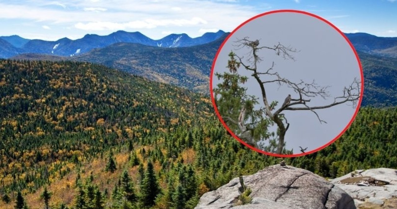 Rzadki drapieżnik powrócił na Mazury. Leśnicy zachwyceni