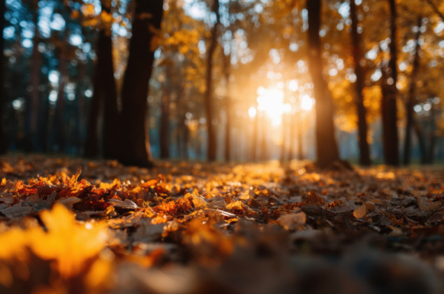 Kiedy tak naprawdę zaczyna się jesień? Większość z nas podaje złą datę