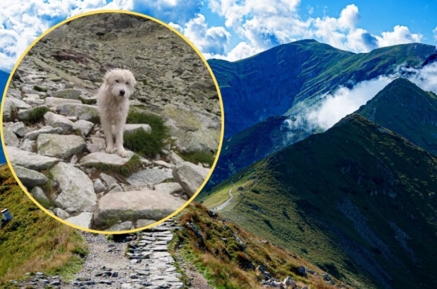 Samotny pies przemierzył Tatry. Pokonał 140 km górskich szlaków