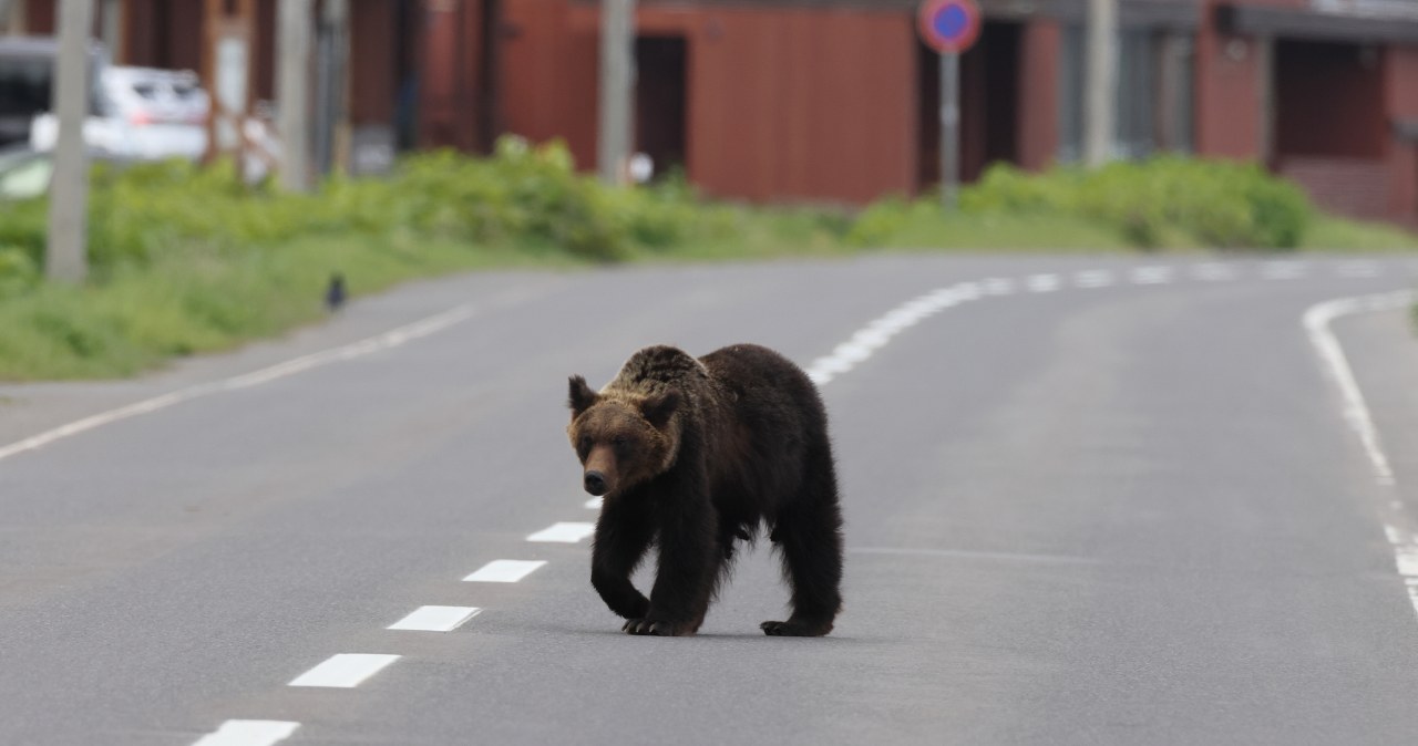 ​Niedźwiedź zaatakował ochroniarza w toalecie. Niepokojące dane spływają z całego kraju