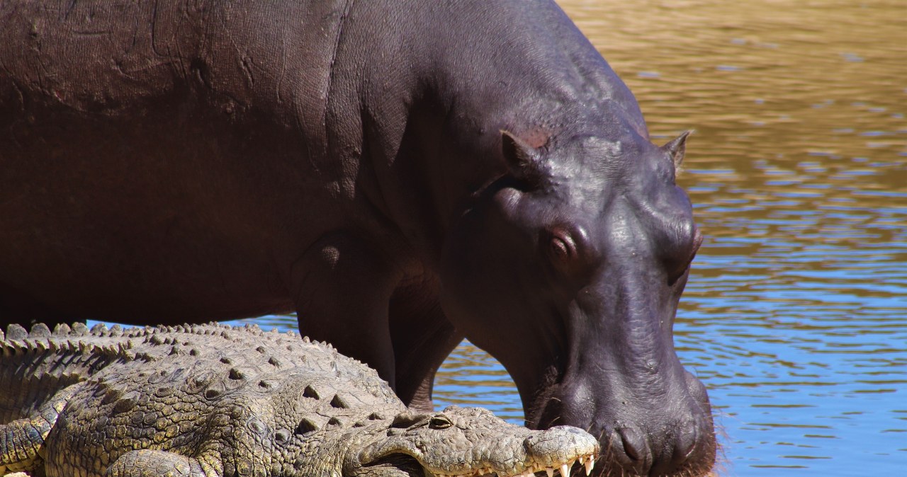 Dramatyczne skutki powodzi. Krokodyle i hipopotamy atakują ludzi na ulicach