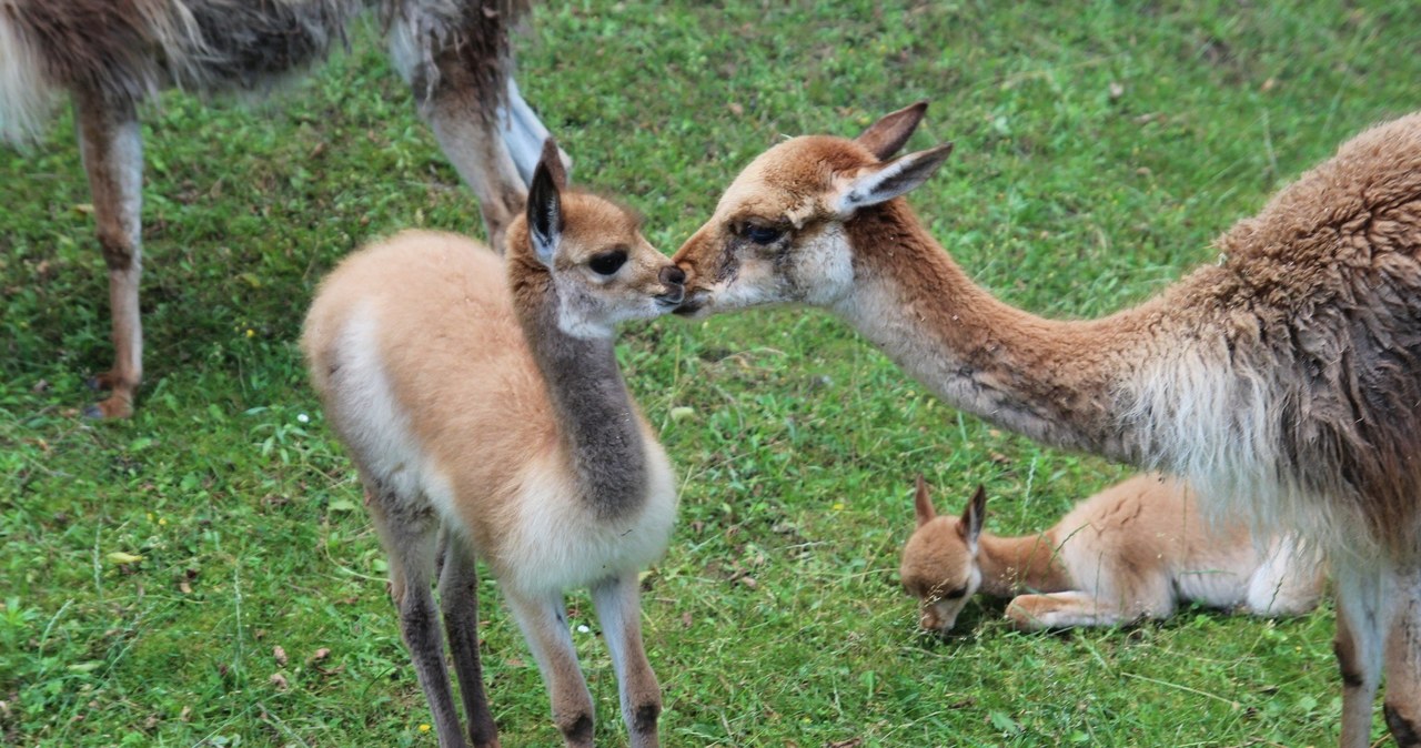 Warszawskie zoo ma nowego mieszkańca. To symbol Peru