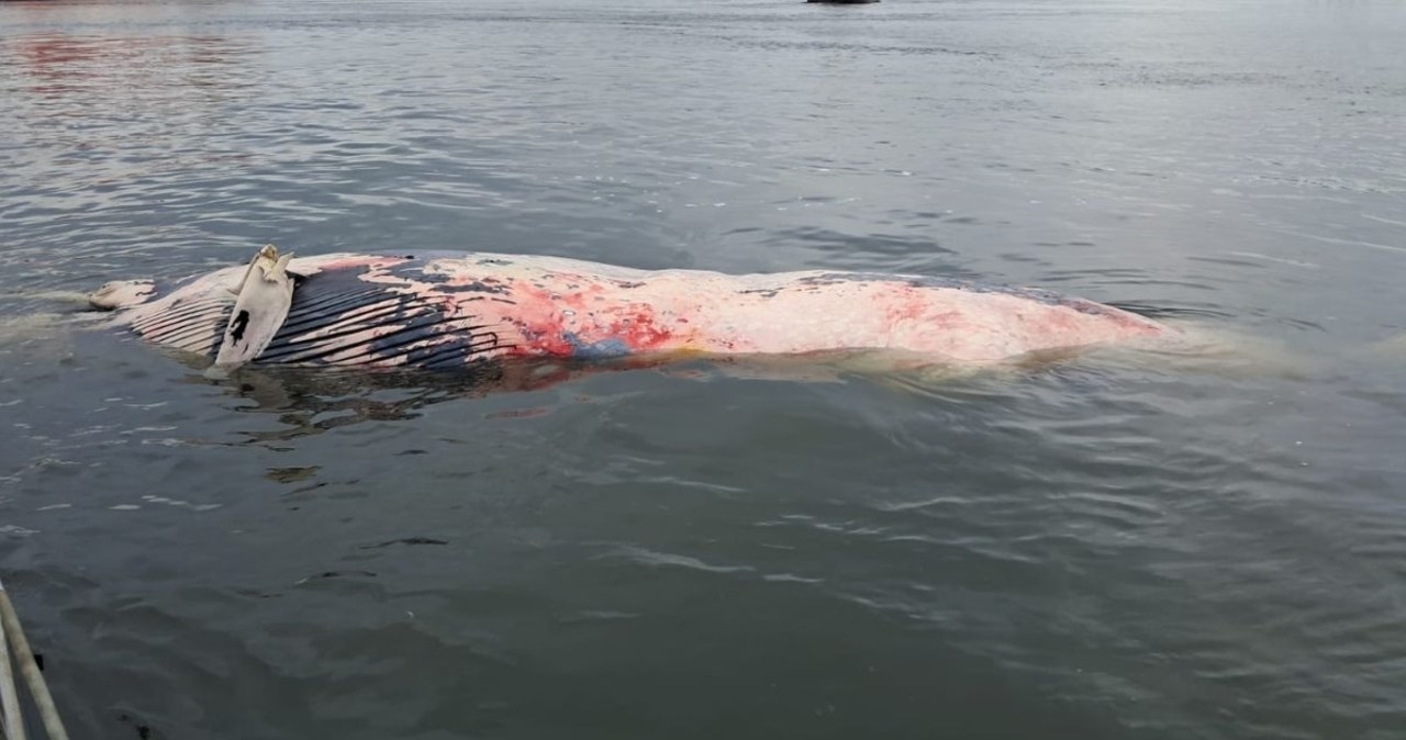 Martwy wieloryb przy plaży w Wisełce. Co dalej z truchłem giganta?