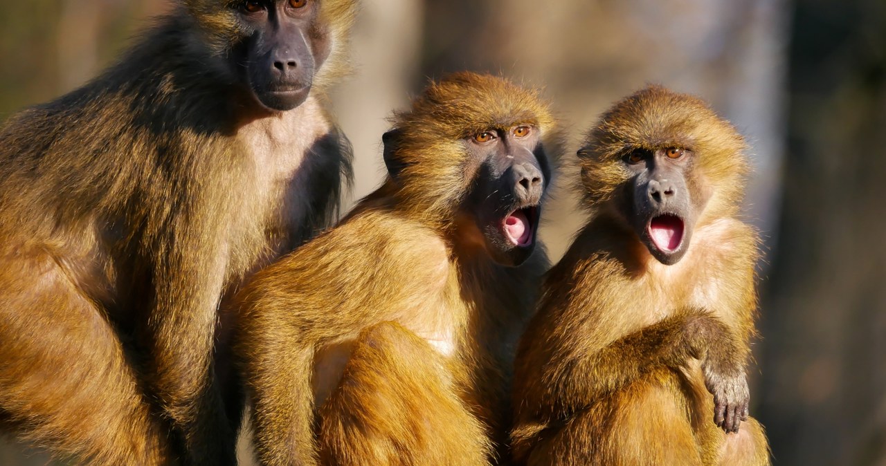 Zoo zabiło 12 pawianów. Truchła rzucono lwom na pożarcie