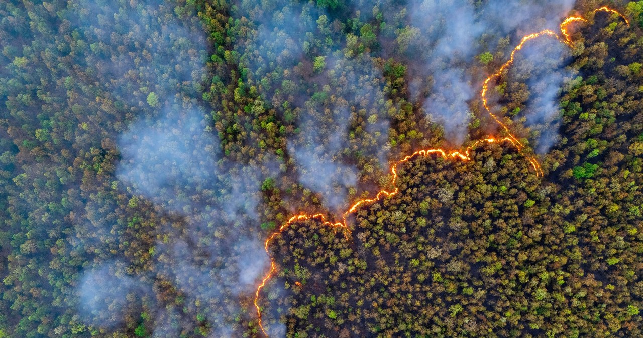 ​Alert RCB dla czterech województw. Duże zagrożenie w lasach