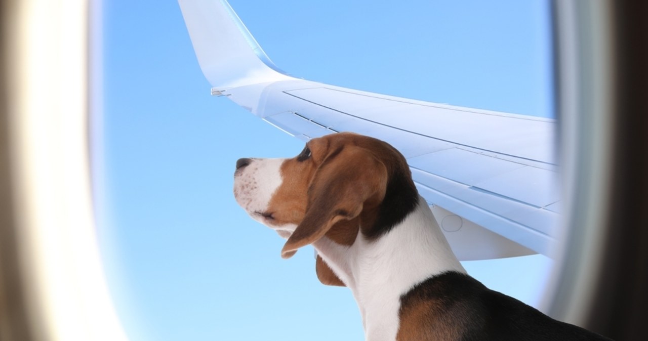 Duże psy luzem w samolocie. Historyczny lot we Włoszech