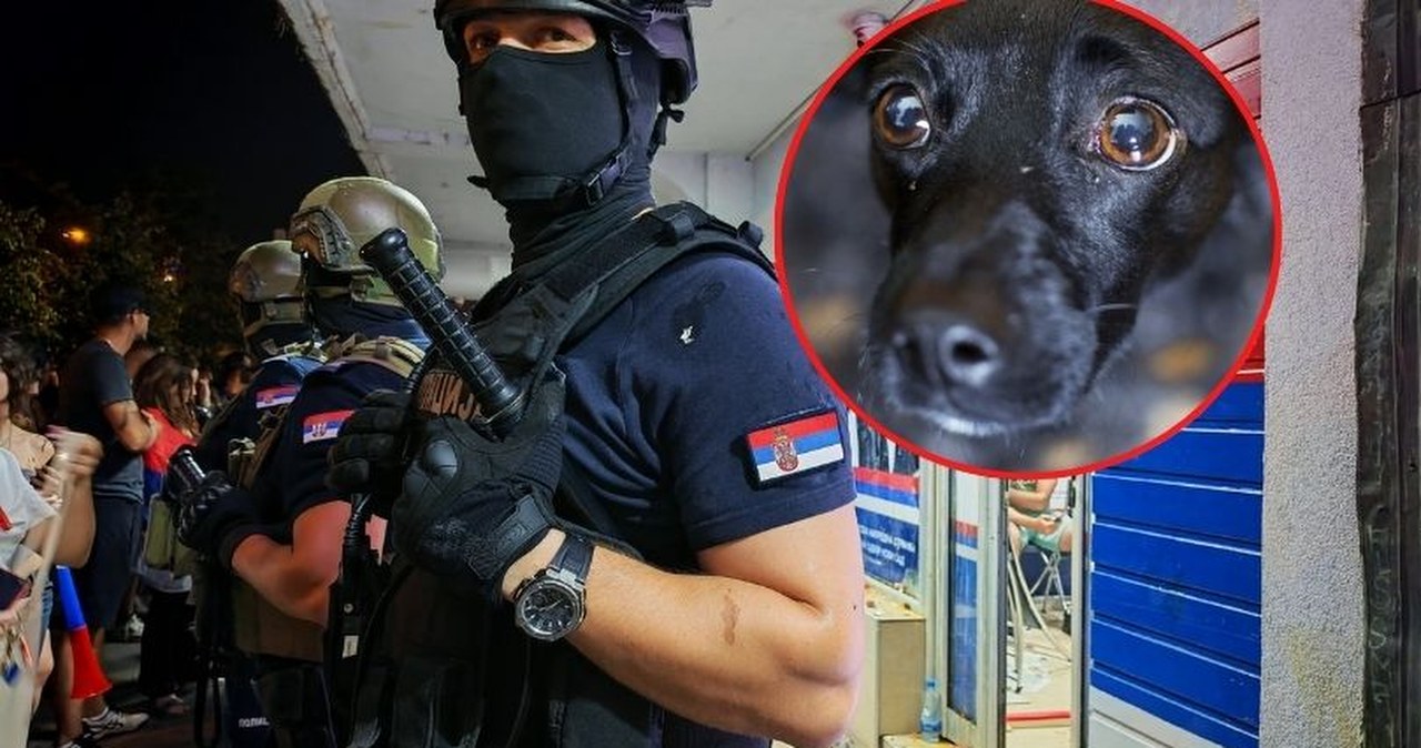 ​Rosjanie testowali z Serbami broń soniczną na psach