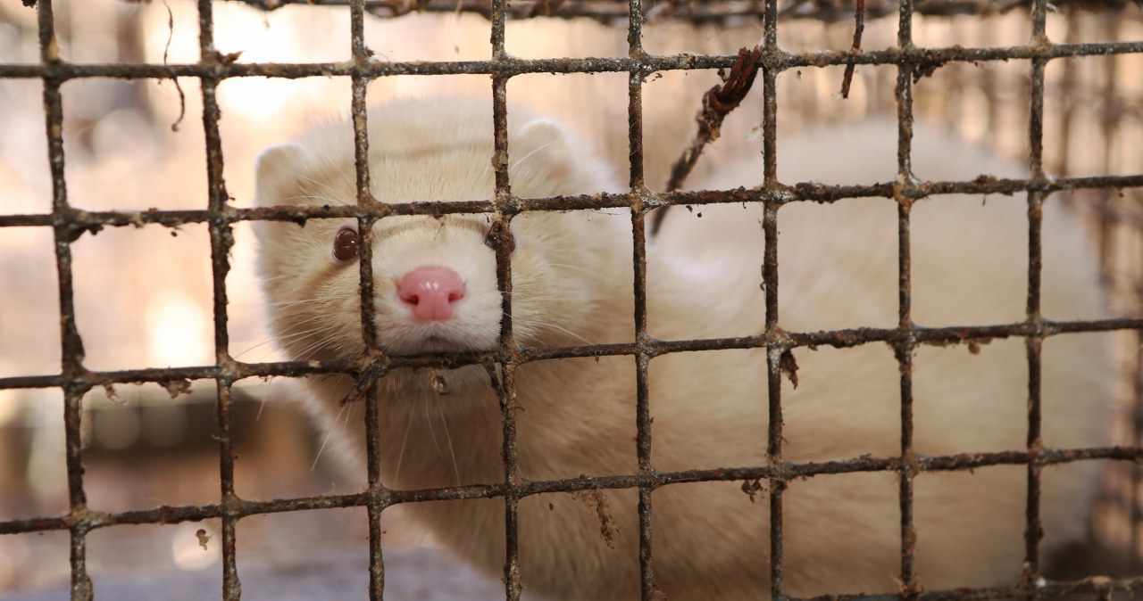 Koniec futrzarskiego biznesu w Polsce? Przyjęto poprawki do projektu